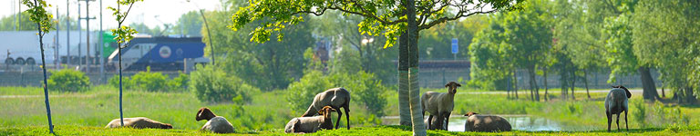 blog_banner_sheep